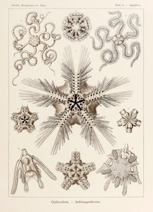 プレート 10 エルンスト・ヘッケル (1834-1919) が描いた「Kunstformen der Natur」 (Art Forms in Nature) の Ophiothrix Ophiodea 作： Ernst Haeckel