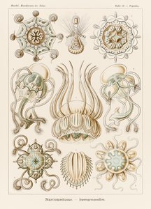 プレート 16 Ernst Haeckel (1834-1919) が描いた「Kunstformen der Natur」 (Art Forms in Nature) の Pegantha Narcomedusae