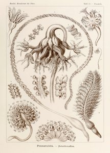 プレート 19 Ernst Haeckel (1834-1919) が描いた「Kunstformen der Natur」 (Art Forms in Nature) の Pennatula Pennatulida 作： Ernst Haeckel
