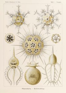 プレート 1 Ernst Haeckel (1834-1919) が描いた「Kunstformen der Natur」 (Art Forms in Nature) の Circogonia Phaeodaria 作： Ernst Haeckel