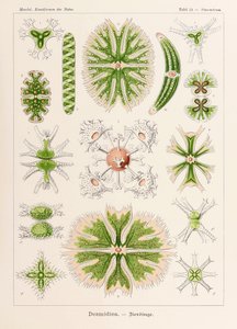 プレート 24 Ernst Haeckel (1834-1919) が描いた「Kunstformen der Natur」 (Art Forms in Nature) の Staurastrum Desmidiea 作： Ernst Haeckel