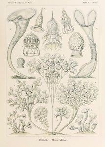 プレート 3 Ernst Haeckel (1834-1919) が描いた「Kunstformen der Natur」 (Art Forms in Nature) の Stentor Ciliata 作： Ernst Haeckel