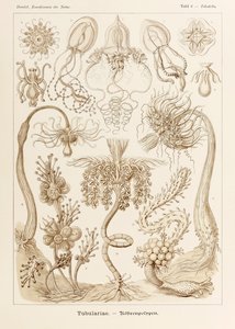 プレート 6 Ernst Haeckel (1834-1919) が描いた「Kunstformen der Natur」 (Art Forms in Nature) の Tubuletta Tubulariae 作： Ernst Haeckel