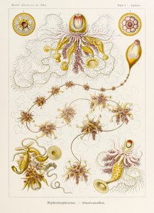 プレート 7 Ernst Haeckel (1834-1919) が描いた「Kunstformen der Natur」 (Art Forms in Nature) の Epibulia Siphonophorae