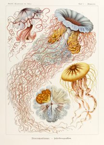 プレート 8 Ernst Haeckel (1834-1919) が描いた「Kunstformen der Natur」 (Art Forms in Nature) の Desmonema Discomedusae 作： Ernst Haeckel