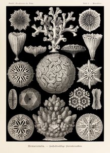 Amazon.co.jp: 洋書 The Art and Science of Ernst Haeckel