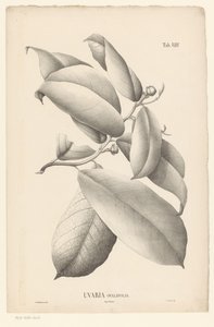 葉と花のつぼみのある枝 Uvaria Ovalifolia (オブジェクトのタイトル) 作： Ernst Philipp Sixtus