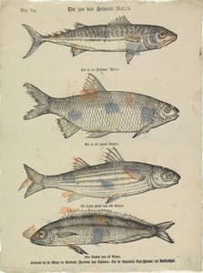 これらは 4 つの美しい魚です (オブジェクトのタイトル) 作： Erven de Weduwe Jacobus van Egmont