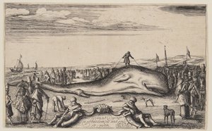 ノールドウェイクのマッコウクジラ