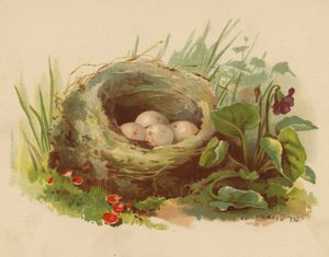 鳥の巣（クロモリト） 作： Ethel C. Nisbet