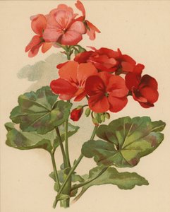 ゼラニウム（クロモリト） 作： Ethel C. Nisbet