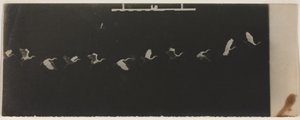 空飛ぶサギのクロノ写真 作： Etienne Jules Marey
