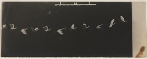 フライングヘロンのクロノ写真。 作： Etienne Jules Marey