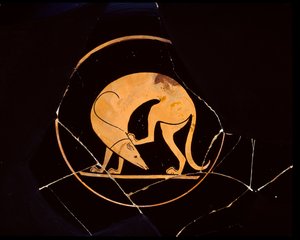 後ろ足で耳を掻く犬のアッティカ赤像式カップ、トンドの内側、紀元前 5 世紀 作： Euergides painter