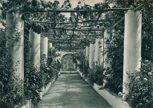 ぶどう畑のパーゴラ、カプリ島、イタリア、1927 作： Eugen Poppel