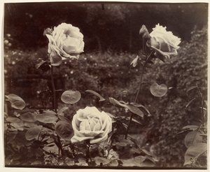  作： Eugène Atget