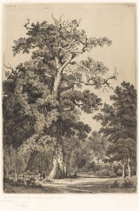 ブローニュの森の古い樫の木、1855 年。