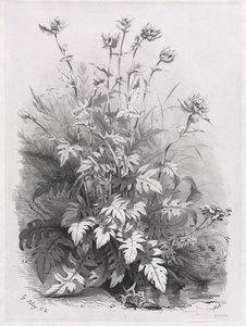 自然をモチーフに描いたさまざまな植物群 その7 作： Eugene Bléry