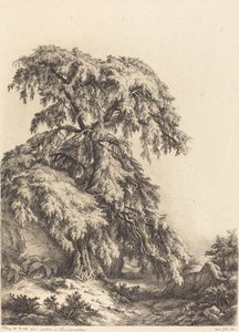 ジュニパー ツリー、1840 年。 作： Eugene Bléry