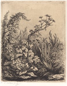 La petite berle aux liserons Small Water-parsnip with Bindweed、1849 年発行。 作： Eugene Bléry