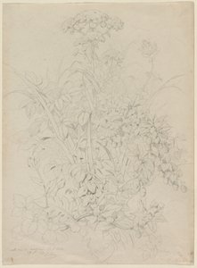 植物研究 作： Eugene Bléry