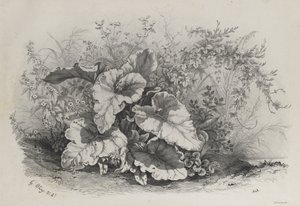 自然に倣って描かれ、リトグラフされた様々な植物のグループからの植物研究 作： Eugene Bléry