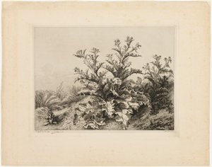 大きなアザミ、Les quatres grandes plantes のプレート 3 作： Eugene Bléry
