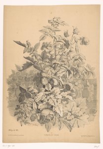 ローズントマト トマトとバラ（オブジェのタイトル） Planten en bloemen (シリーズタイトル) Bléry が自然から描き、リトグラフした産業ガイド (シリーズ タイトル) 作： Eugene Bléry