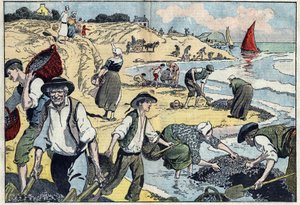 トゥエズの海岸線の住民がムール貝を収穫している。ブルターニュ、フィニステール（29）のケルネル。ダンブランスのイラスト。8月31日の「ル・ペレラン」にて 作： Eugene Damblans