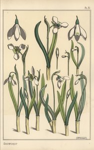 スノードロップ（Galanthus nivalis）の植物図鑑 作： Eugene Grasset