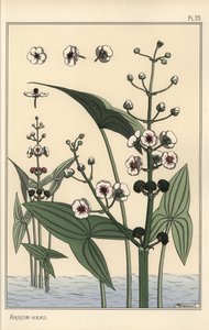 矢尻の植物図鑑(Sagittaria sagittifolia) 作： Eugene Grasset