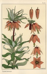 クラウンインペリアルフラワー（Fritillaria imperialis）の植物図鑑