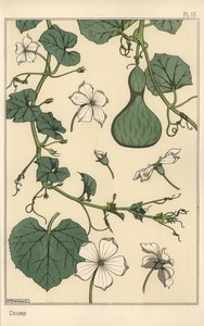 ヒョウタンの植物図鑑 作： Eugene Grasset