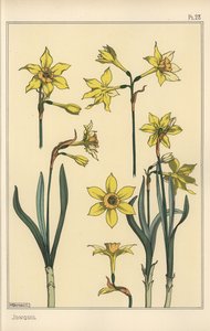 水仙の花の部分を表した植物図鑑 作： Eugene Grasset