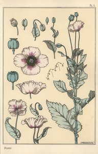 ケシの植物図鑑（花の部分、アヘンのさや付き 作： Eugene Grasset