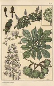 栗の木の植物学的研究 作： Eugene Grasset