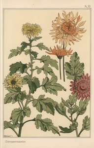 菊の植物学的研究 作： Eugene Grasset