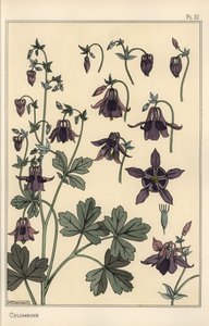 コロンバイン（Aquilegia vulgaris）の花の部分 作： Eugene Grasset