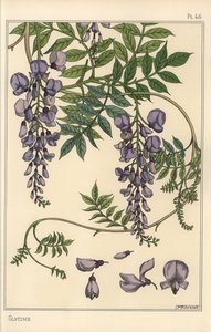 グリシンの植物学的研究 作： Eugene Grasset