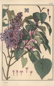 ライラックのボタニカルスタディ 作： Eugene Grasset