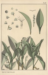 すずらん」の植物学的考察 作： Eugene Grasset