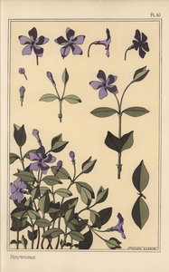 ニチニチソウの植物学的研究 作： Eugene Grasset