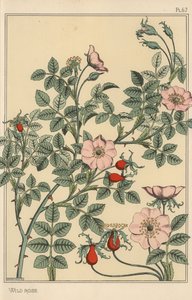 野バラの植物学的研究 作： Eugene Grasset