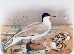 コモンアジサシ（Sterna hirundo）、オスカー・ドレスラーの彫刻、エウジェニオ・ベットーニ（1845-1898）著『ロンバルディア州に営巣する鳥の自然史』より、イタリア