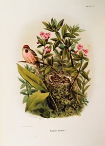 オスカー・ドレスラーによるアカショウビンCarduelis flammeaの家族を描いたEugenio Bettoniの "Natural History of Birds that Nest in Lombardy "の挿絵。 作： Eugenio Bettoni, Oscar Dressler