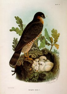 オスカー・ドレスラーによるユーラシア・スパロウホークAccipiter nisusを描いたエウジェニオ・ベットーニの「ロンバルディアに営巣する鳥類の自然史」の挿絵。 作： Eugenio Bettoni, Oscar Dressler