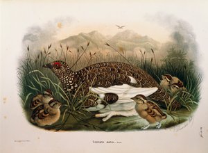 オスカー・ドレスラーによるロック・プターミガンLagopus mutaを描いたエウジェニオ・ベットーニの「ロンバルディアに営巣する鳥類の自然史」の挿絵。 作： Eugenio Bettoni, Oscar Dressler