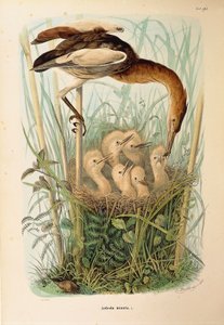 オスカー・ドレスラーによるリトル・ビターンIxobrychus minutusを描いたエウジェニオ・ベットーニの「ロンバルディアに営巣する鳥類の自然史」の挿絵。 作： Eugenio Bettoni, Oscar Dressler