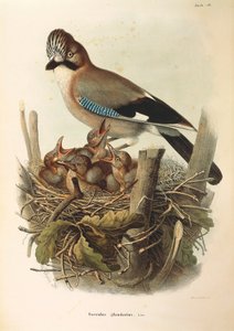 オスカー・ドレスラーによるユーラシアン・カケスGarrulus glandariusを描いたEugenio Bettoniの "Natural History of Birds that Nest in Lombardy "の挿絵。 作： Eugenio Bettoni, Oscar Dressler