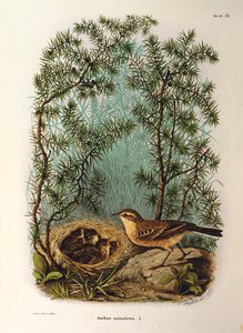 オスカー・ドレスラーによる水辺のピピットAnthus spinolettaを描いたEugenio Bettoniの "Natural History of Birds that Nest in Lombardy "の挿絵。 作： Eugenio Bettoni, Oscar Dressler